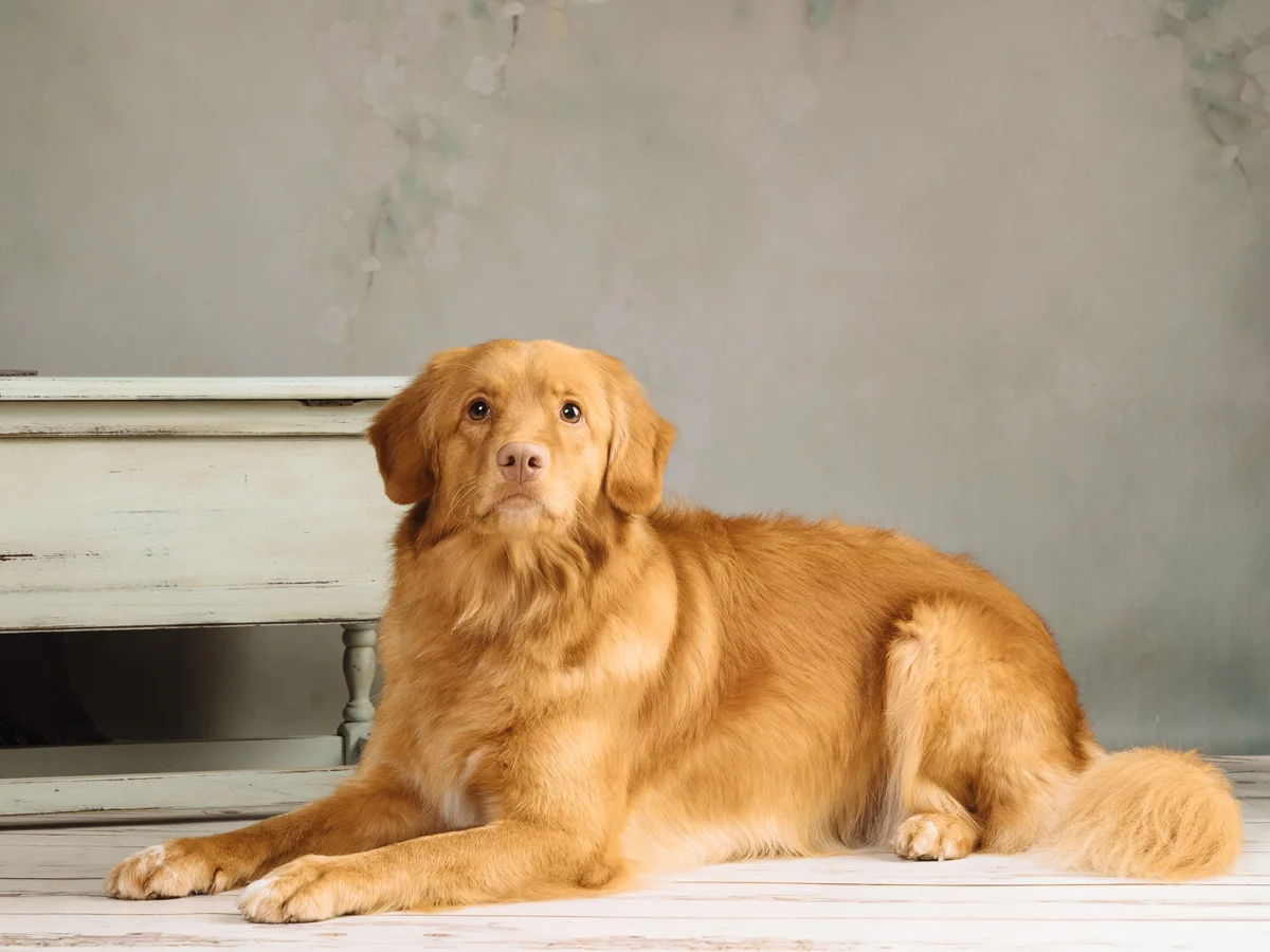 PetPortraitsStafford-00005